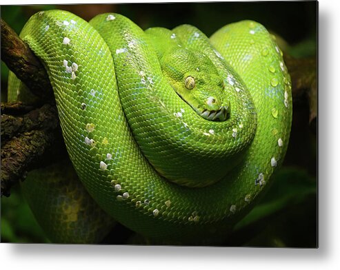 Python Metal Print featuring the photograph Green tree python profile portrait close up by Anton Eine