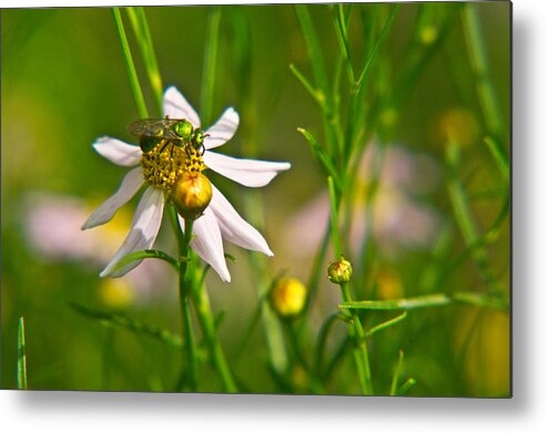 Green Metal Print featuring the photograph Green Wasp on Daisy by Douglas Barnett