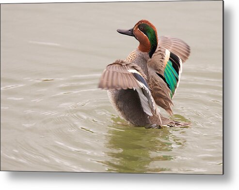 Green-winged Metal Print featuring the photograph Green-winged Teal by Ram Vasudev