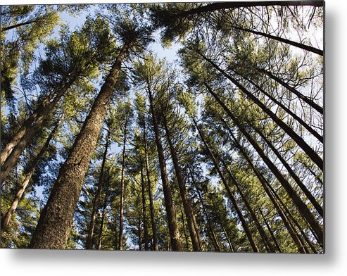 Forest Metal Print featuring the photograph Greenbank Pines by Kristia Adams