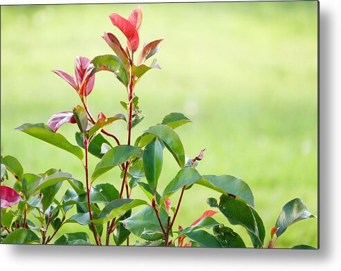 Photography Metal Print featuring the photograph Greenery and red by Ivana Westin