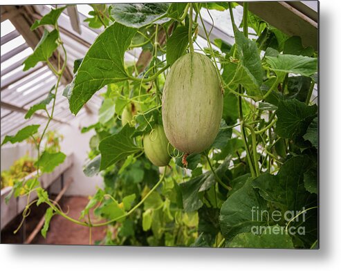 Piel De Sapo Metal Print featuring the photograph Greenhouse with melons by Sophie McAulay