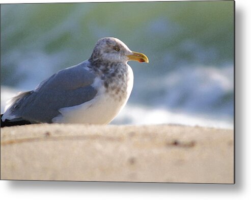 Seagull Metal Print featuring the photograph Greeting The Morning by Mary Haber