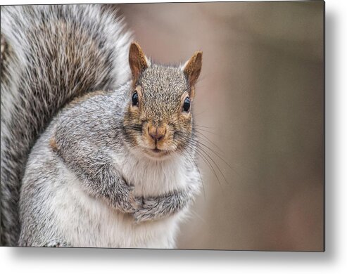 Squirrel Metal Print featuring the photograph Greetings by Cathy Kovarik