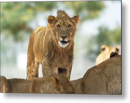 Lion Metal Print featuring the photograph Greetings by Yuri Peress