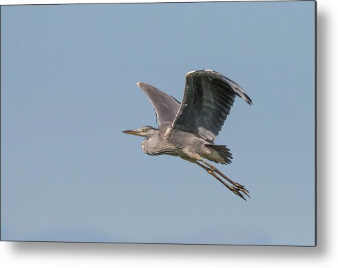 Grey Metal Print featuring the photograph Grey Heron by Wendy Cooper