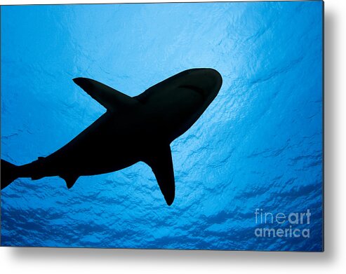 Amblyrhynchos Metal Print featuring the photograph Grey Reef Shark Silhouette by Dave Fleetham - Printscapes
