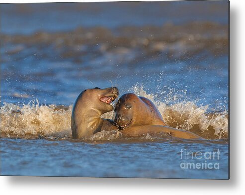 Grey Seal Metal Print featuring the photograph Grey Seals Playing by Des Ong FLPA