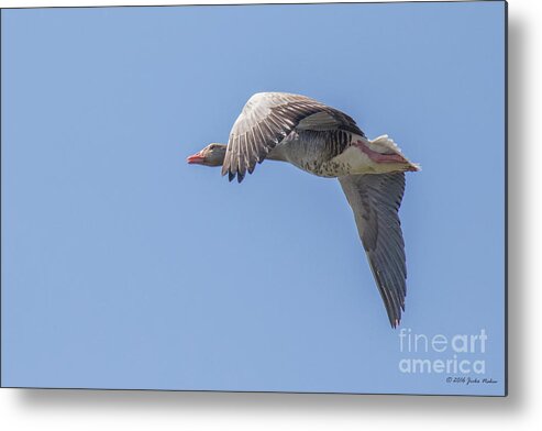 Anatidae Metal Print featuring the photograph Greylag goose - Anser anser by Jivko Nakev