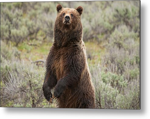 Yellowstone Metal Print featuring the photograph Grizzly 399 by Steve Stuller