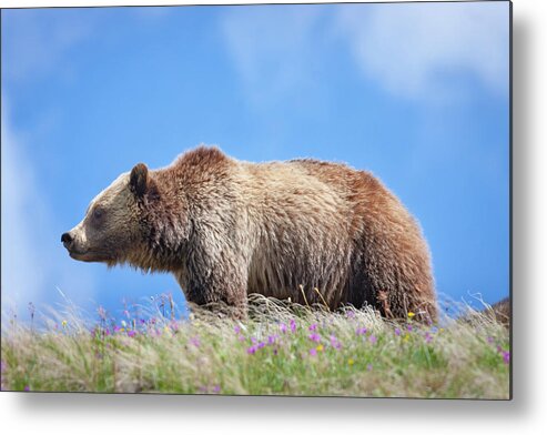 Mark Miller Photos Metal Print featuring the photograph Grizzly and Blue Sky by Mark Miller