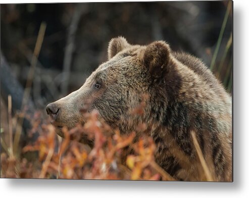 Mark Miller Photos Metal Print featuring the photograph Grizzly Bear Portrait in Fall by Mark Miller