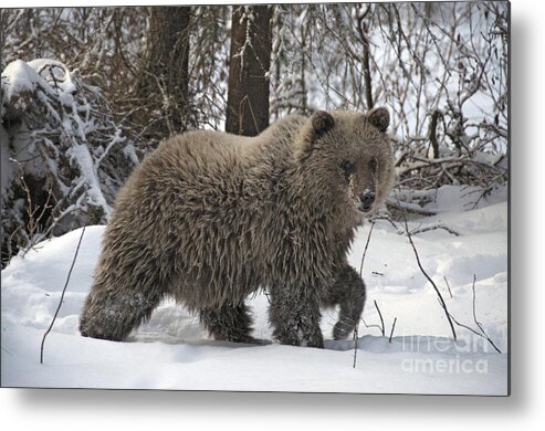 Adult Metal Print featuring the photograph Grizzly Bear by Stephen J Krasemann