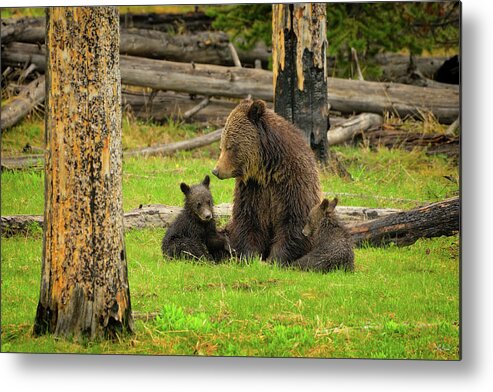 Grizzly Metal Print featuring the photograph Grizzly Family Gathering by Greg Norrell