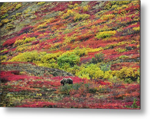 Denali National Park Metal Print featuring the photograph Grizzly Feast - Denali National Park - Alaska by Bruce Friedman