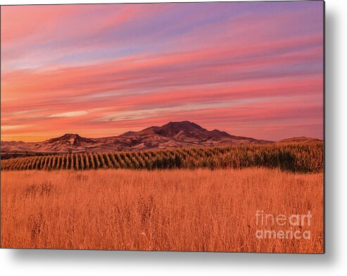 Gem County Metal Print featuring the photograph Ground View by Robert Bales