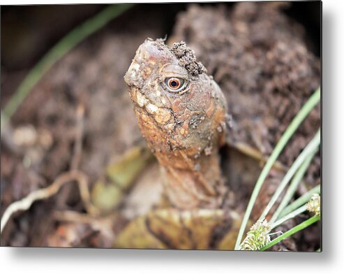 Turtles Metal Print featuring the photograph Grumpy by Eilish Palmer