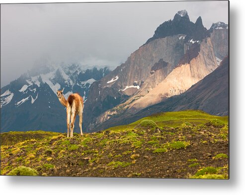 Guanaco Metal Print featuring the photograph Guanaco - Patagonia by Carl Amoth