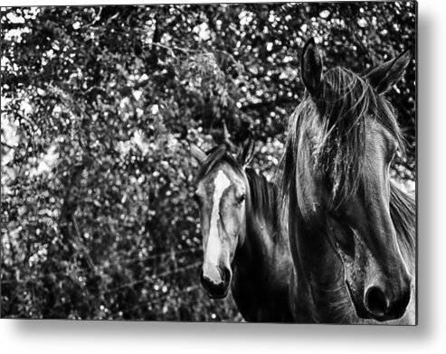 Horses Metal Print featuring the photograph Guardian of his mate by Toni Hopper