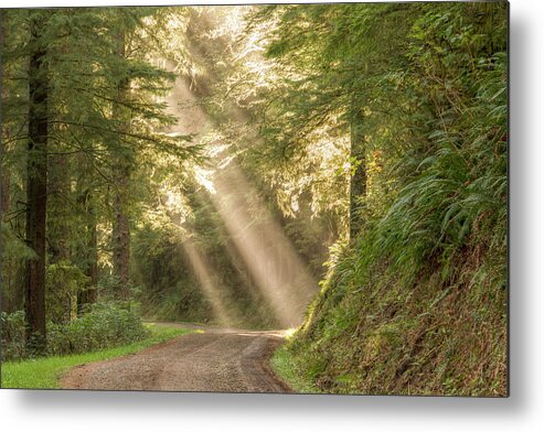 Cascade Head Metal Print featuring the photograph Guiding Light by Kristina Rinell