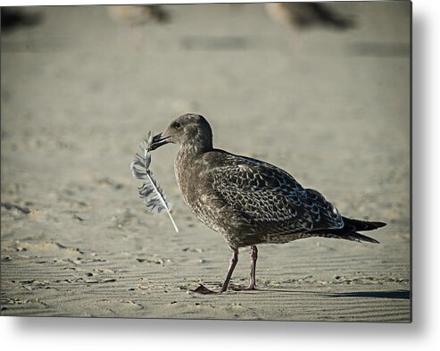 Feather Metal Print featuring the photograph Gull and Feather by Robert Potts