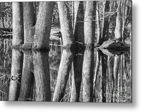 Black And White Metal Print featuring the photograph Gum Swamp by Geraldine DeBoer
