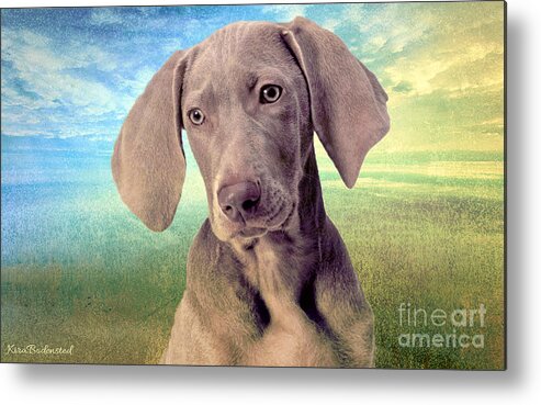 Animals Metal Print featuring the photograph Gunshy Weimaraner looking for loving home by Kira Bodensted