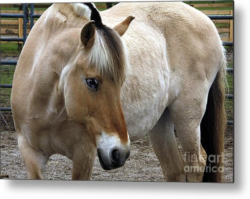 Horses Metal Print featuring the photograph h1 by Tom Griffithe