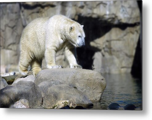 Memphis Zoo Metal Print featuring the photograph Habitat - Memphis Zoo by DArcy Evans