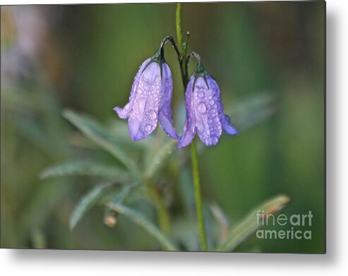 Hairbell Metal Print featuring the photograph Hairbells After the Rain by Ann E Robson