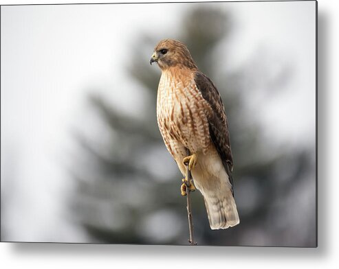 Hal Hybrid Hawk Redtail Redshould Redshouldered Red-shoulder Red-tail X Bird Rare Ornithology Outside Outdoors Natural Wild Wildlife Nature Boylston West W Westboylston Ma Mass Massachusetts Brian Hale Brianhalephoto Newengland New England Posing Portrait Sky Tree Metal Print featuring the photograph Hal the Hybrid Portrait 1 by Brian Hale
