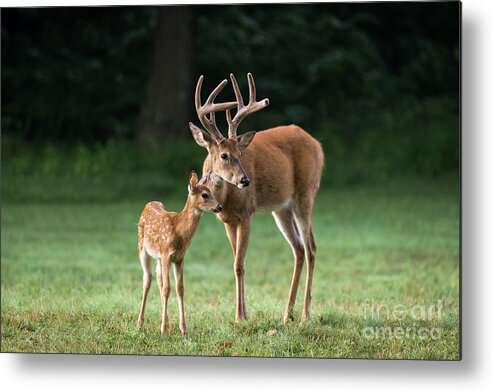 Deer Metal Print featuring the photograph Hands On Dad by Andrea Silies