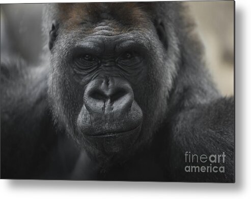 Animal Metal Print featuring the photograph Handsome Boy by Andrea Silies