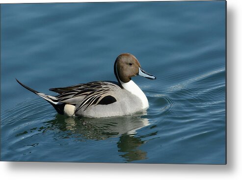 Northern Pintail Metal Print featuring the photograph Handsome Drake by Fraida Gutovich