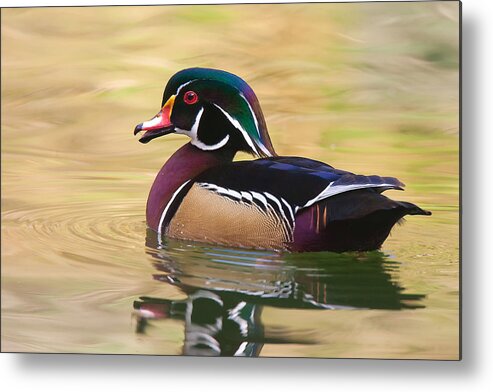 Wood Duck Metal Print featuring the photograph Handsome Wood Duck by Ram Vasudev