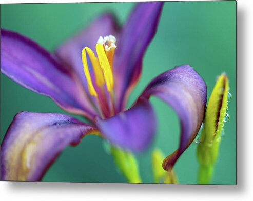 Macro Metal Print featuring the photograph Hanging Loose by Mary Anne Delgado