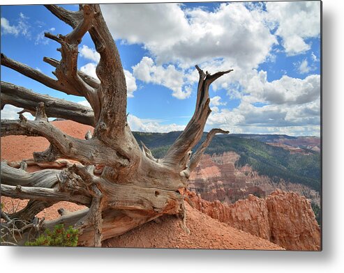 Bristlecone Pine Metal Print featuring the photograph Hanging On by Ray Mathis