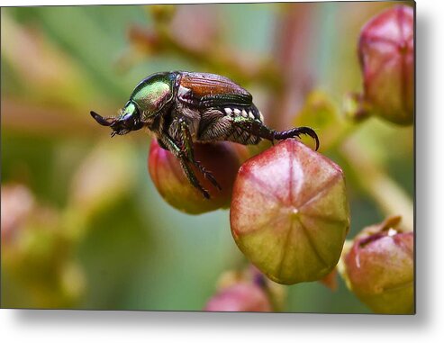 Insect Metal Print featuring the photograph Hanging Out by Michael Whitaker