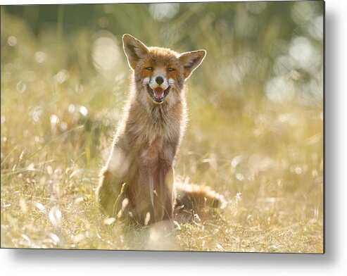 Fox Metal Print featuring the photograph Happy Fox is Happy by Roeselien Raimond