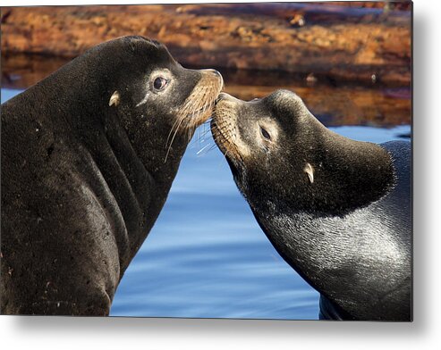 Sea Lions Metal Print featuring the photograph Happy Valentines Day by Randy Hall