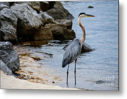 Blue Heron Metal Print featuring the photograph Harbor watch by Barry Bohn