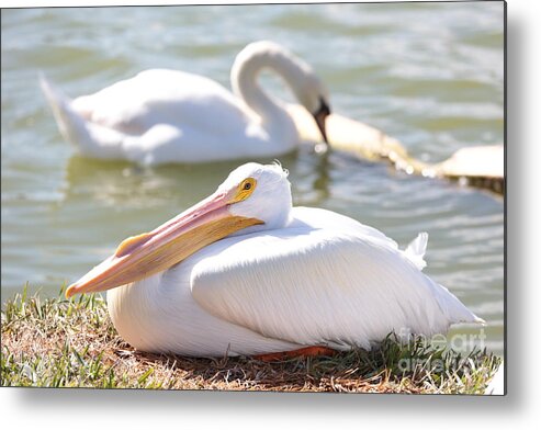 Swan Metal Print featuring the photograph Harmony by Carol Groenen