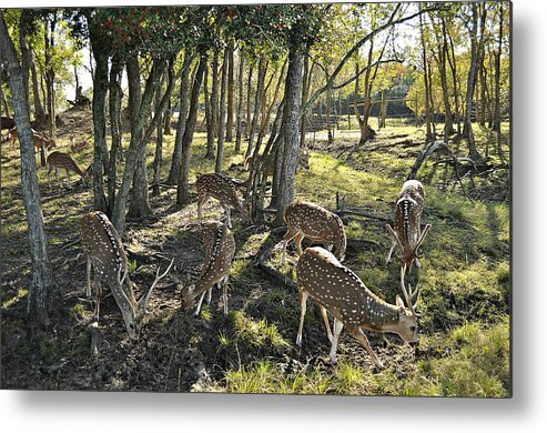 Deer Metal Print featuring the photograph Haven by John Collins