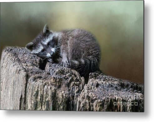 Raccoon Metal Print featuring the photograph Having a Rest by Eva Lechner