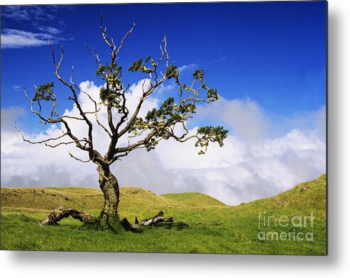 Ali O Neal Metal Print featuring the photograph Hawaii Koa Tree by Ali ONeal - Printscapes