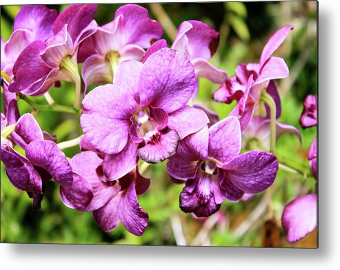 Orchid Metal Print featuring the photograph Hawaii Orchid 3 by Matt Sexton