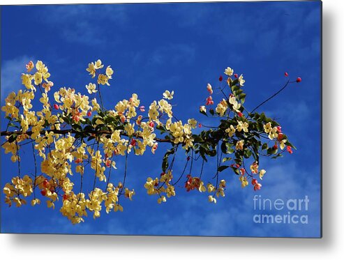 Cassia Metal Print featuring the photograph Hawaii's Rainbow Shower Tree by Craig Wood