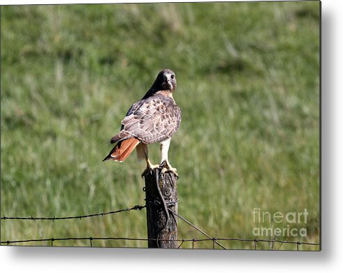 Hawk Metal Print featuring the photograph Hawk and Snake by Rick Rauzi