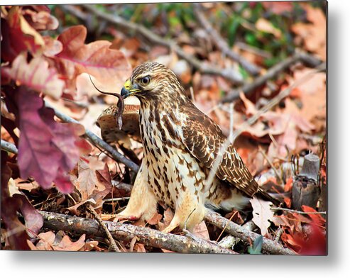 Red Metal Print featuring the photograph Hawk Catches Prey by Jill Lang