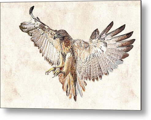 Photographic Drawing Metal Print featuring the photograph Hawk in Flight Photographic Drawing by Dawn Currie